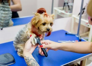Pets and Pet Care