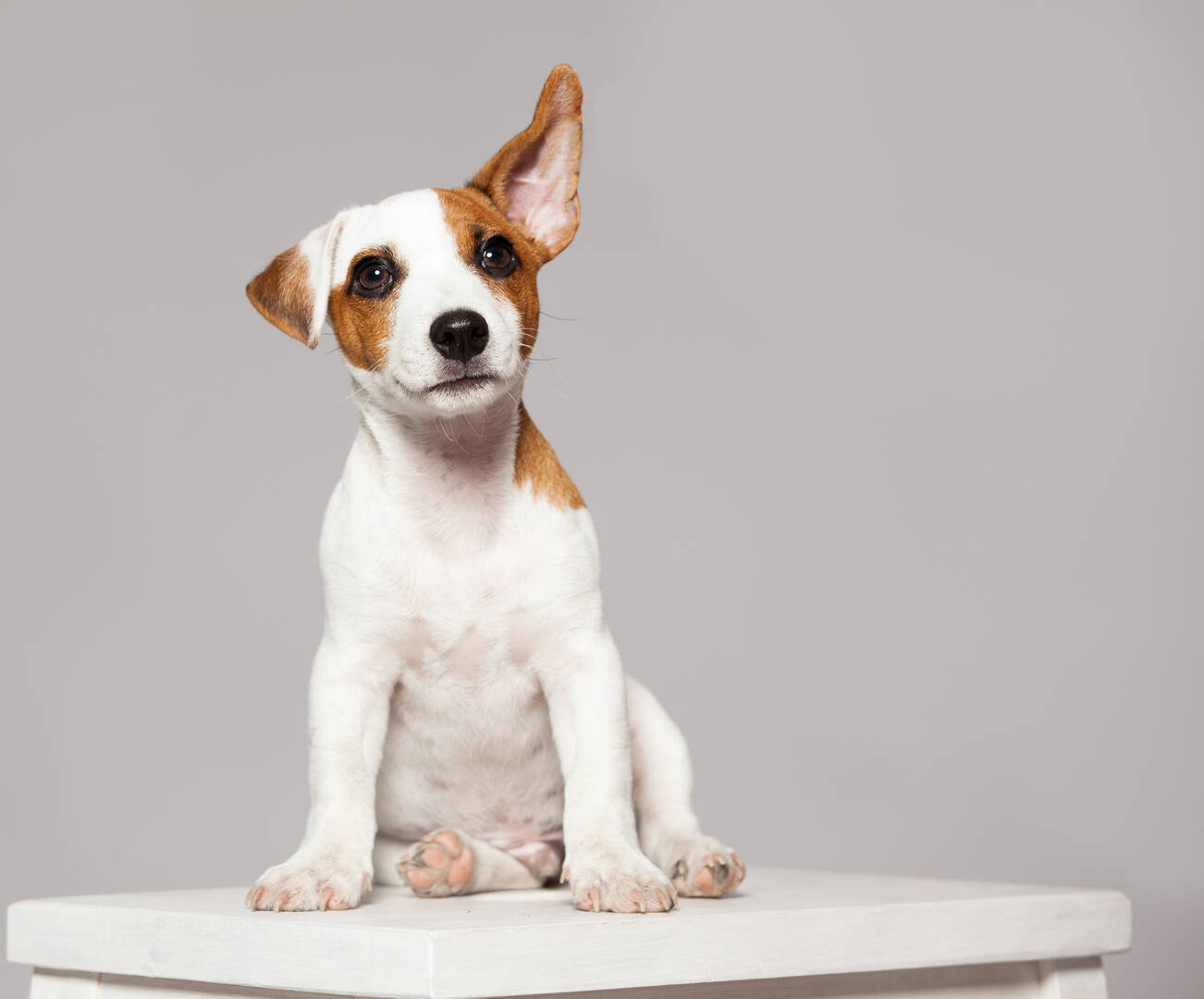 Veterinarian Ripon WI